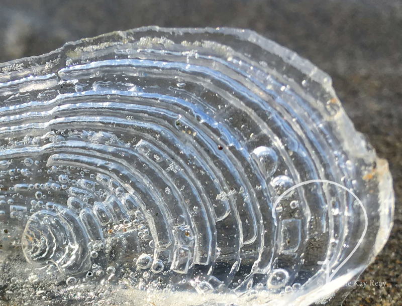 Velella Memory